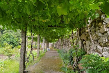 Vinho Verde private tour with gourmet lunch